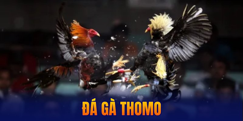 đá gà thomo