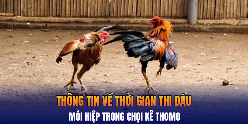 Thông tin về thời gian thi đấu mỗi hiệp trong chọi kê thomo