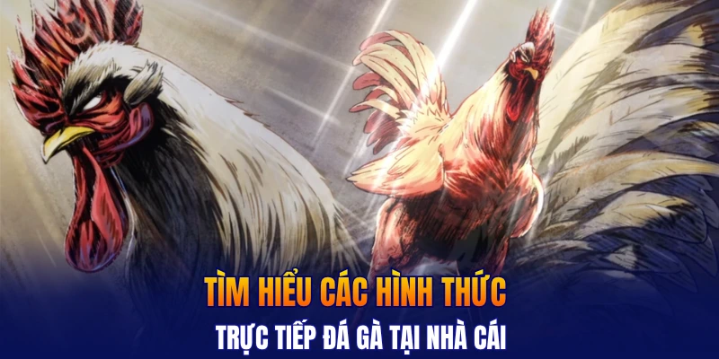 Tìm hiểu các hình thức trực tiếp đá gà tại nhà cái